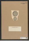 Coscinodiscus vigilans A. Schm. (de-Toni-Nr.: Genus 202, Species 4886) Zeichnungen Sammlung Grunow Nr. 8646 (NHMW-BOT-W0378047)
